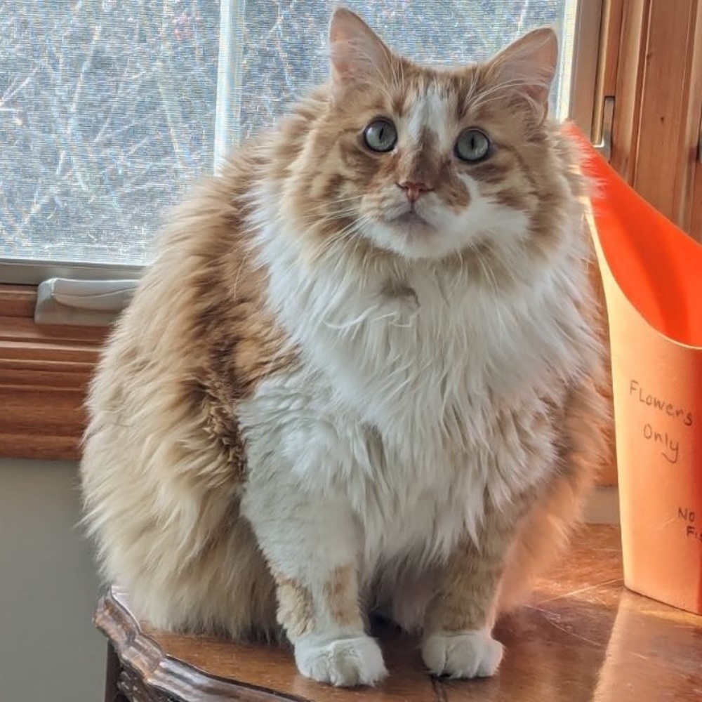 Meet your Posher, Anne